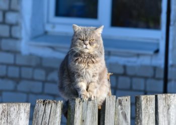 Dua Senjata Keramat Peredam Kemarahan