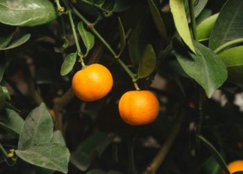 Kebun Paman dan Memori tentang Nabi Adam