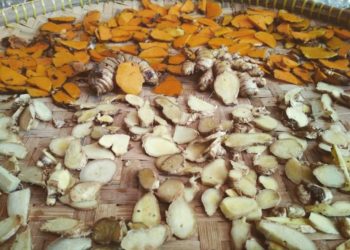 Mencegah Serangan Corona dengan Ramuan Jahe dan Temulawak