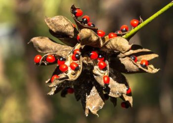 Mengenal Jenis Tanaman Hias yang Berbahaya karena Racunnya