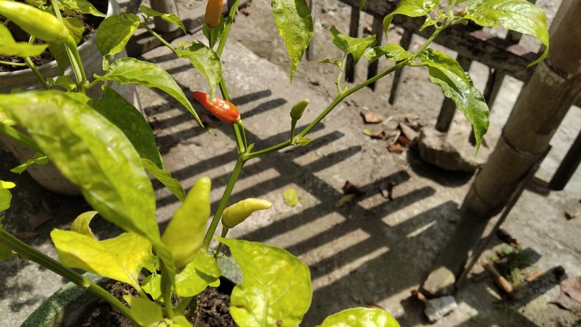 Menanam di Masa Pandemi Bersama 5 Sayuran Tropis Ini