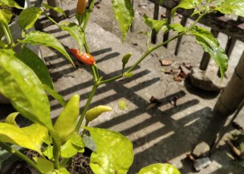 Menanam di Masa Pandemi Bersama 5 Sayuran Tropis Ini