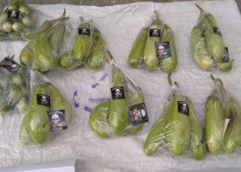 Vagetables dan Berkah Menanam Sayuran di Masa Pandemi
