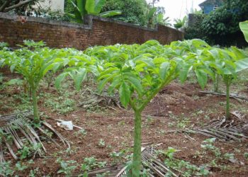 Mengenal Porang, Tanaman Penghasil Umbi Bernilai Jual Tinggi