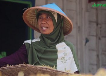 Ladang Tembakau di Kanor Bojonegoro