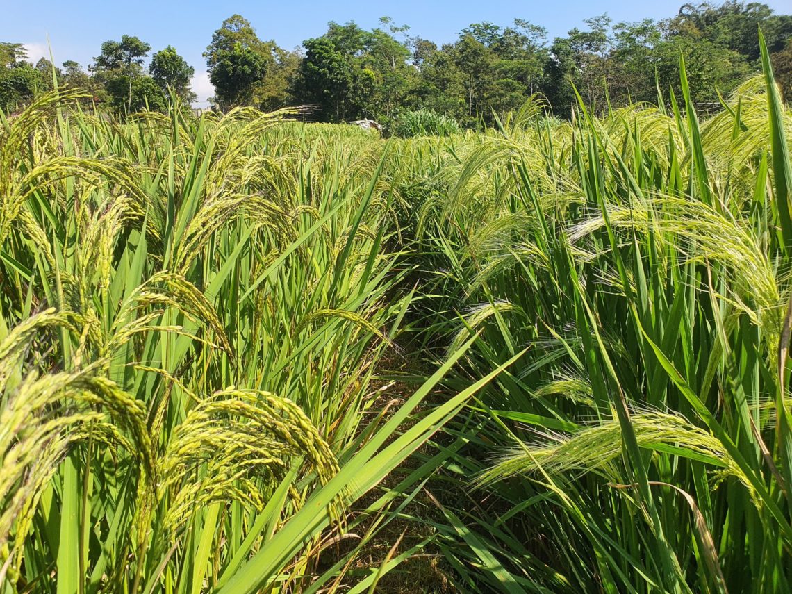 Pemprov Jatim Andalkan Bojonegoro dalam Ketahanan Pangan
