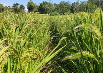 Pemprov Jatim Andalkan Bojonegoro dalam Ketahanan Pangan