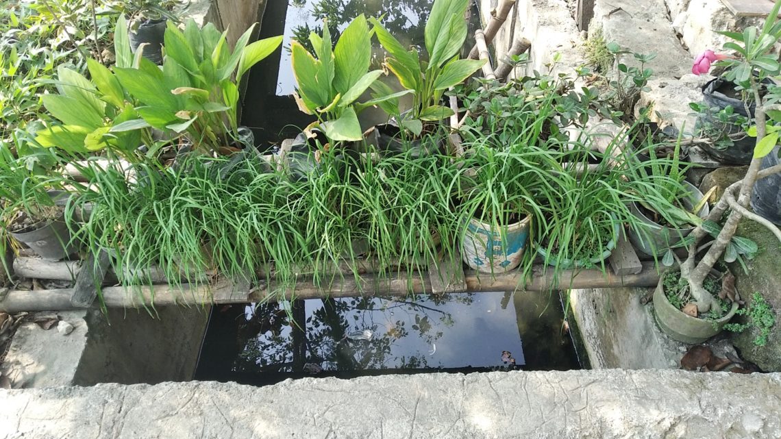 Memilih Tanaman yang Tepat untuk Memulai Urban Farming