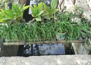 Memilih Tanaman yang Tepat untuk Memulai Urban Farming