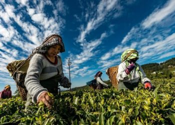 Catatan Sederhana buat Para Petani Muda