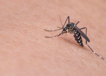 Mewaspadai Penyakit DBD di Masa Pandemi Corona