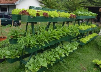 5 Tanaman Toga Unik yang Bisa Jadi Penghias Rumah