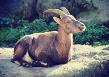 Saat Lee Min Ho dan Kim So Hyun Menyaksikan Idul Adha