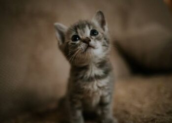 Jonkheer dan Potret Kedisiplinan Bung Hatta (6)