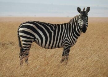 Sebuah Rahasia Di Balik Garis Unik pada Tubuh Zebra