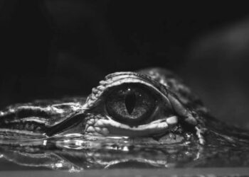 Di Balik Rahasia Air Mata Buaya