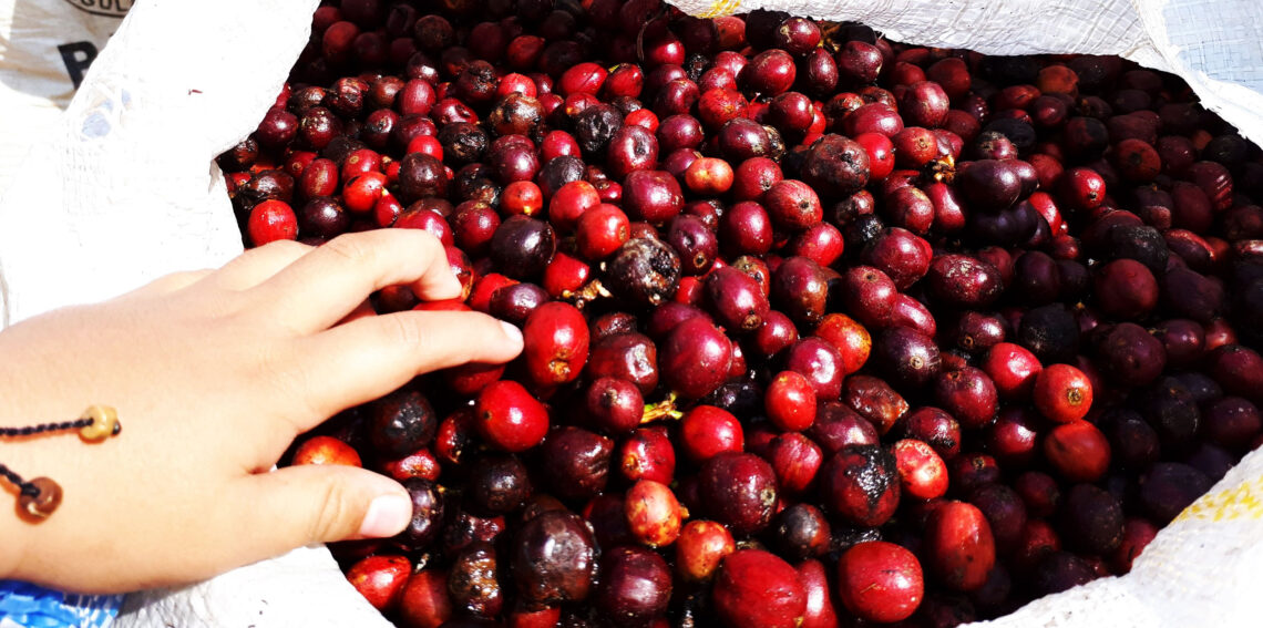 Pakan Ternak Alternatif dari Kulit Biji Kopi