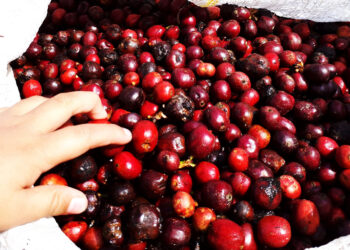 Pakan Ternak Alternatif dari Kulit Biji Kopi