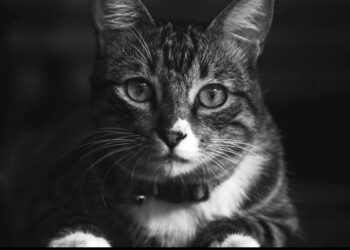 Aku Pernah Punya Kucing