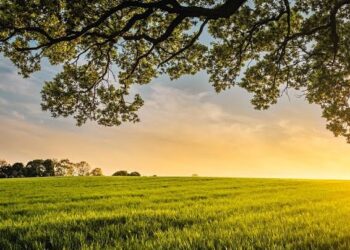 Silent Spring dan Kepedulian Lingkungan Hidup