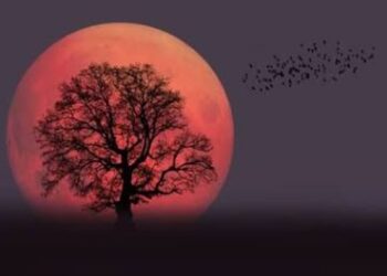 Menjadi Manusia Nokturnal Memang Tak Menyehatkan, Tapi Itu Pilihan