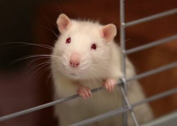 3 Rekomendasi Hukuman Bagi Koruptor yang Tak Melulu Dipenjara