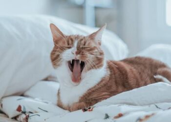 Fakta Ilmiah Mengapa Kita Menguap?