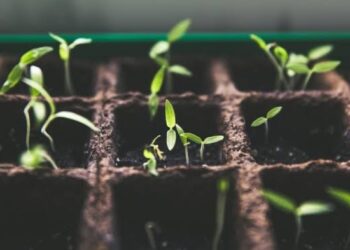 Siapa Bilang Berinvestasi Pasti Cuan?