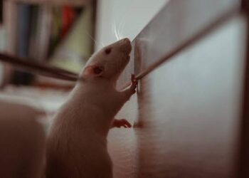 Manusia dan Tikus ternyata Punya Persamaan