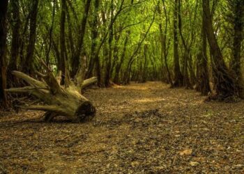 Riset tentang Hutan yang Mulai Lelah