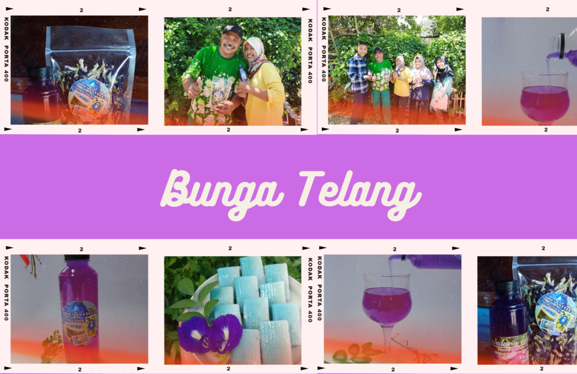 Menerawang Khasiat Bunga Telang: Si Serbaguna dari Bumi Anglingdharma