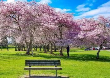 Bunga Sakura yang Memanggil-manggil