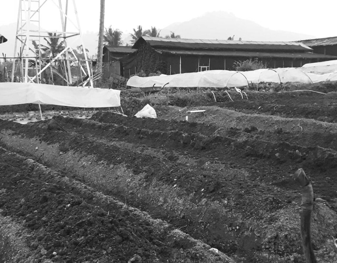 Sawah dan Tragedi Pertumpahan Darah
