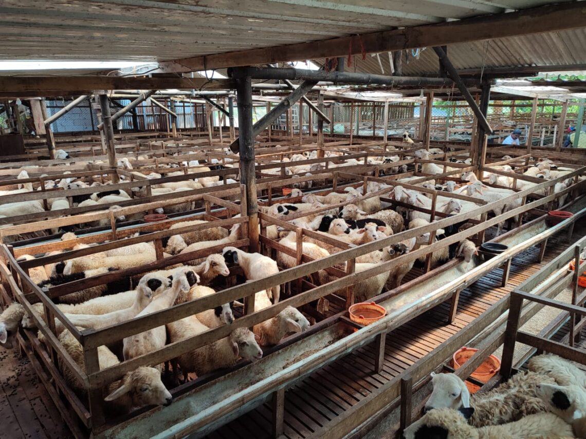 Yusuf Farm, Peternakan Domba Tiada Dua di Bojonegoro
