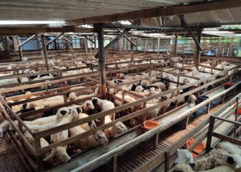 Yusuf Farm, Peternakan Domba Tiada Dua di Bojonegoro