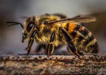 Sebuah Keramat dari Lebah yang Bersholawat