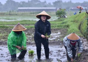 Saat Mbak Puan Menanam Padi sambil Hujan-hujanan