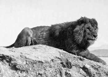 Raja Zalim dan Wali Penjinak Singa Lapar