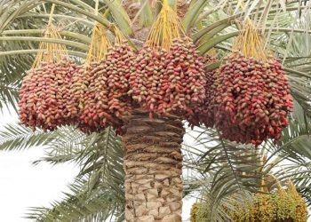 Benarkah Makan Kurma Bisa Bikin Awet Muda?