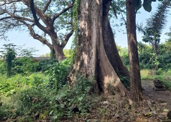 Mbah Syihabuddin Padangan: Genealogi Para Penyebar Islam Abad 19 di Bojonegoro, Tuban, Nganjuk, dan Gresik