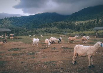 Dilematika dan Dialektika Berqurban, dari Sunnah hingga Wajib