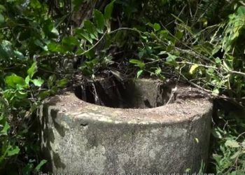 Daun Gugur di Dekat Sumur Ringin