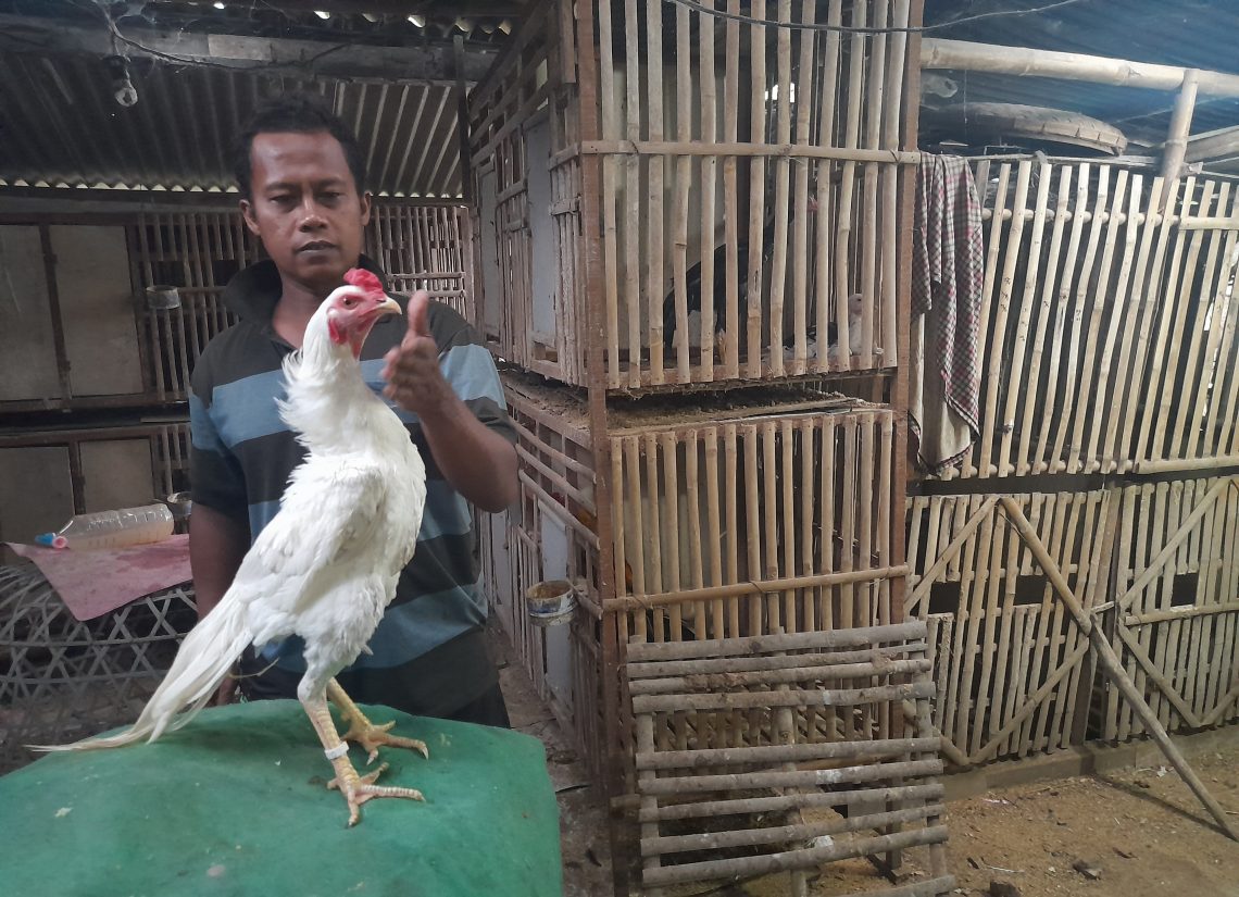 Melihat Peternakan Ayam Hias Ekor Lidi di Padangan Bojonegoro