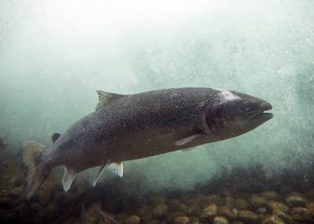 Perubahan Karakter dan Produktivitas Puasa Bukan hanya pada Manusia