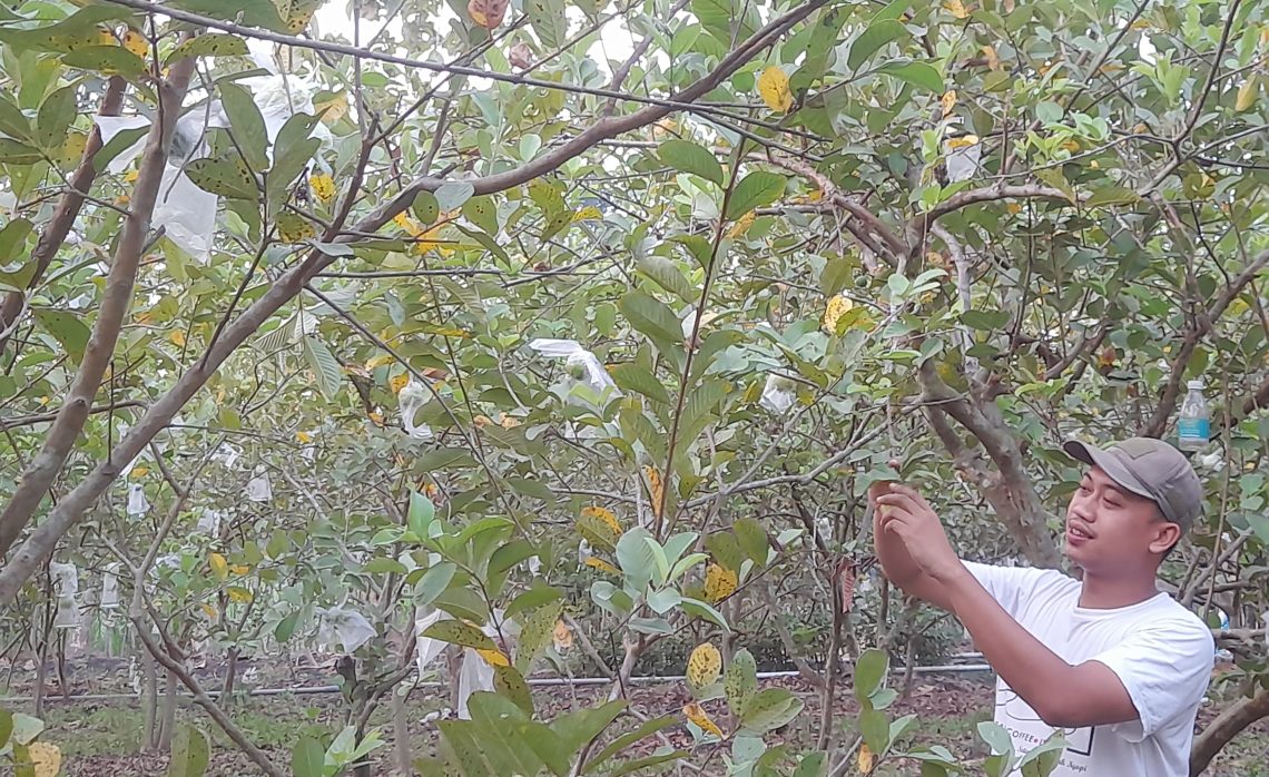 Kebun Jambu Kristal Ringintunggal, Ruang Teduh di Tengah Ladang Minyak Gayam