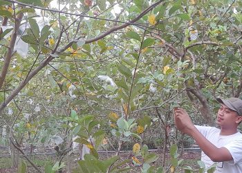Kebun Jambu Kristal Ringintunggal, Ruang Teduh di Tengah Ladang Minyak Gayam