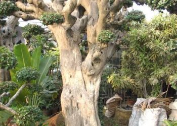 Pohon Serut, Keramat Ilmiah Para Penjaga Bumi