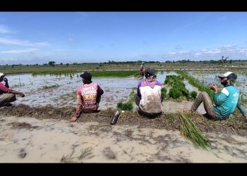 Pupuk Ngasem: Solusi Pertanian dari Para Petani Mandiri