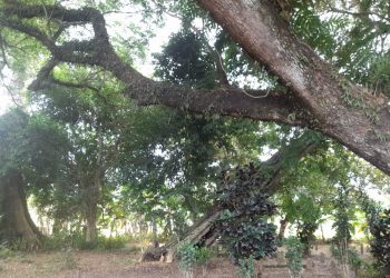 Kiai Januddin Guyangan, Jejak Kebesaran Ulama Bengawan