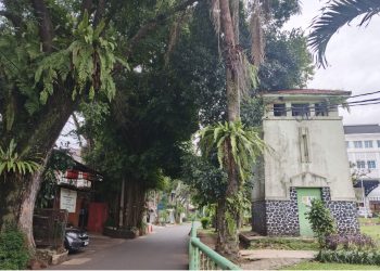 Rihlah Bogor (1): Mentadaburi Keberadaan Pohon Raksasa